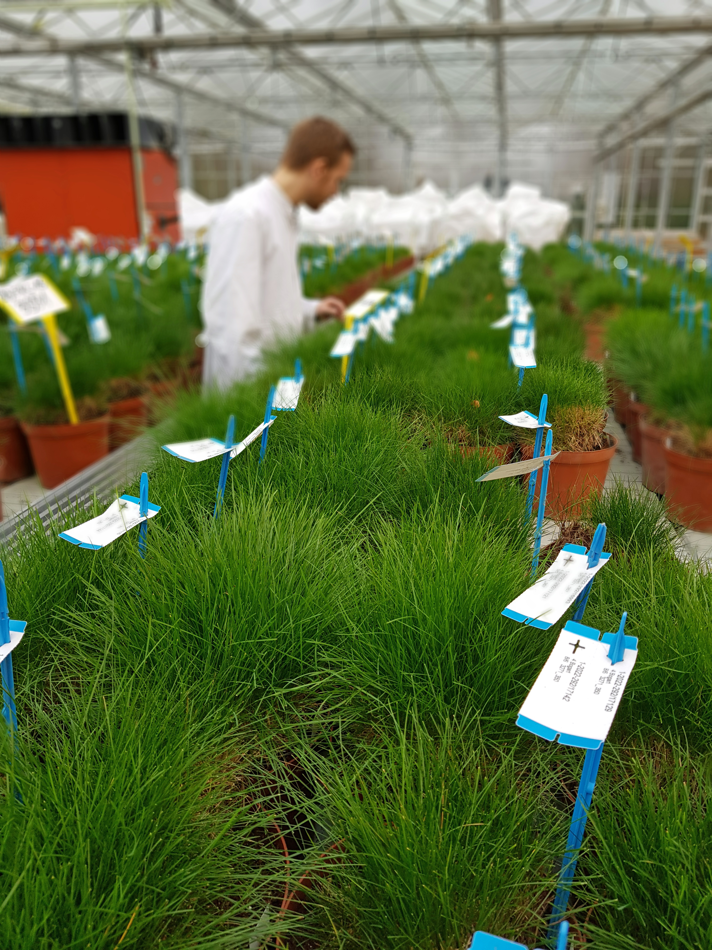 Mads Greenhouse Corr 05