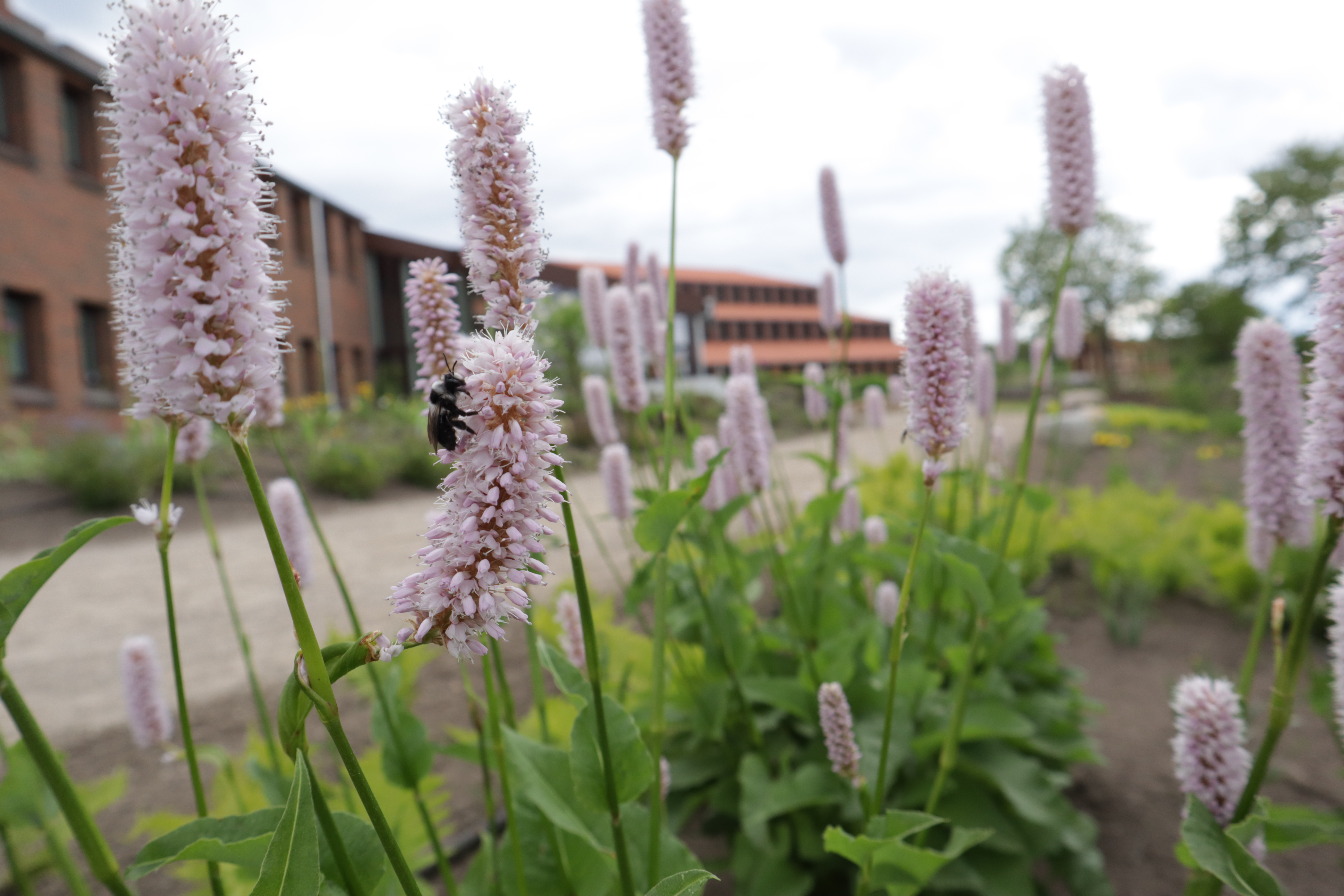 Biodiversitetsparken 1.6.2022 (6) (2)