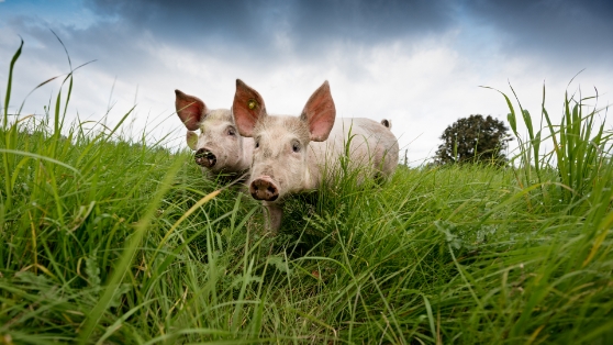 1920 Gettyimages 902847518 (1)