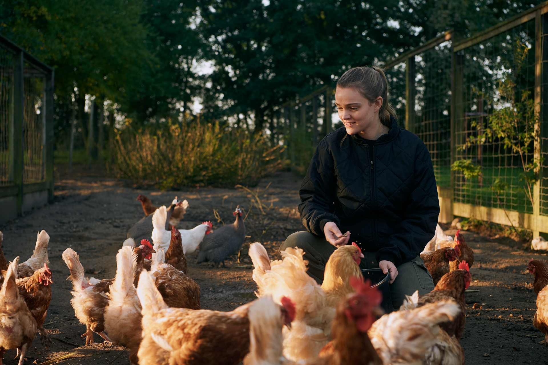 Dame der fodrer høns