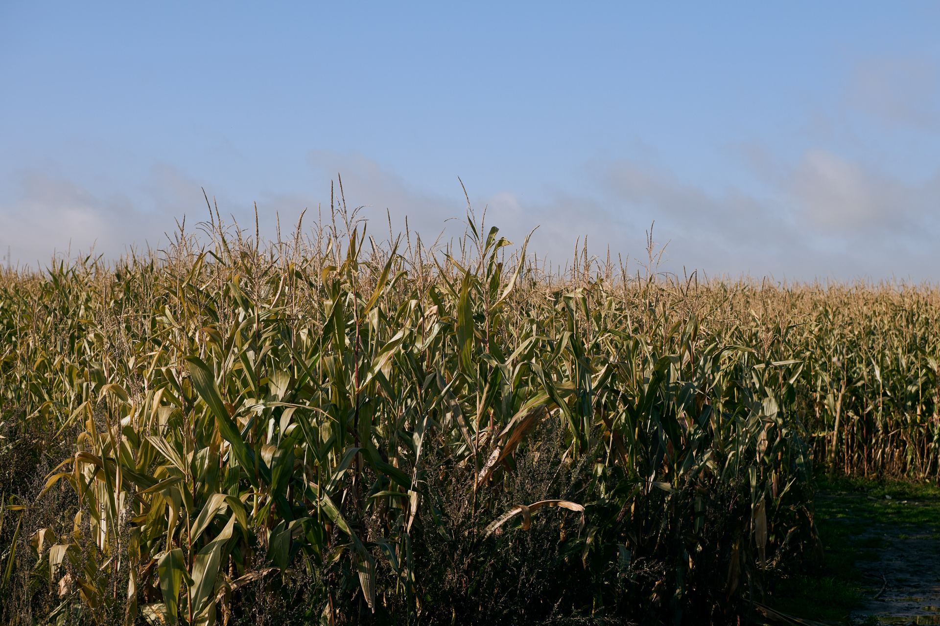 1920 D 02 12 009 Copy