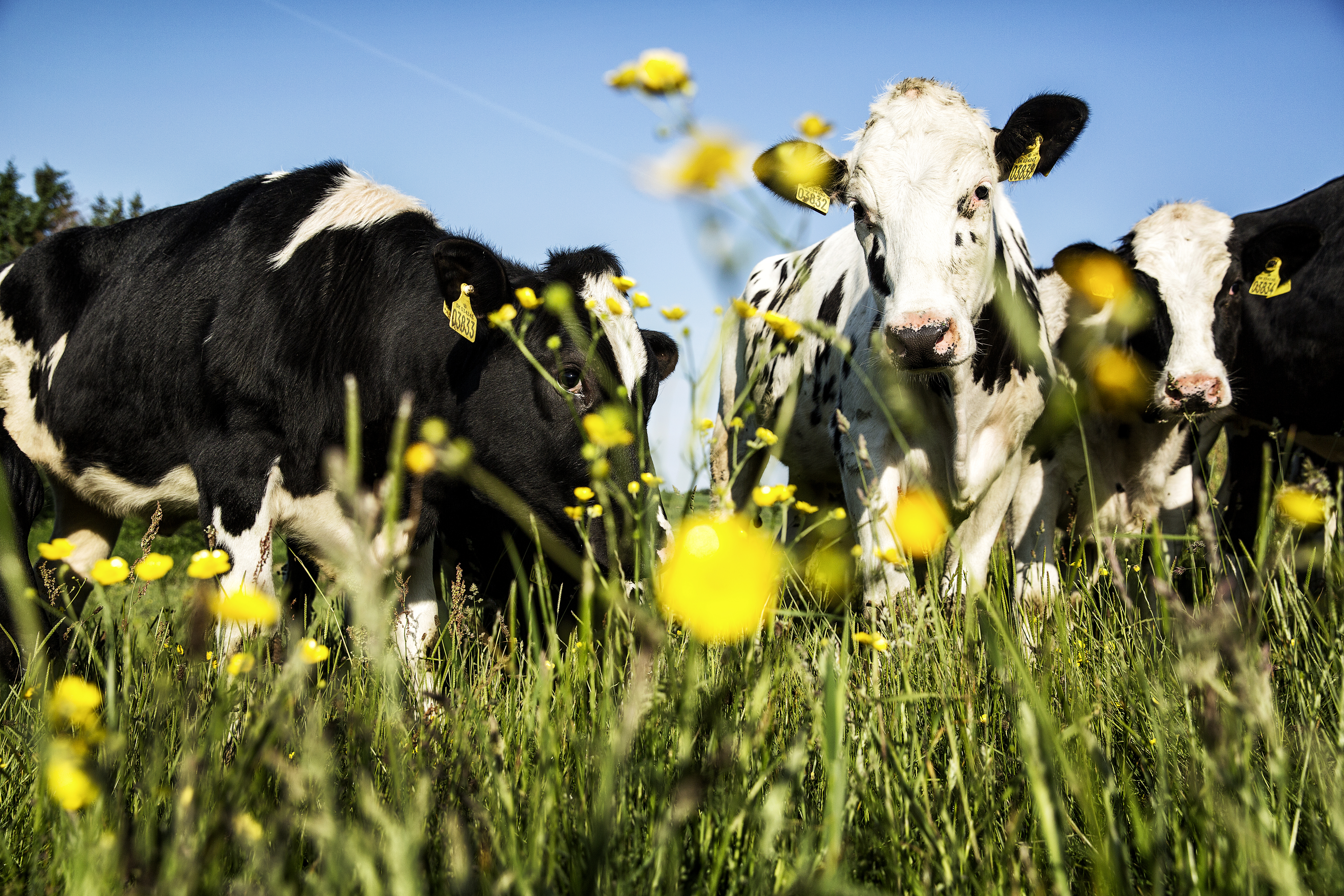 Sommer Kvaeg Ekstra8